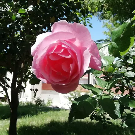 Rosetta *