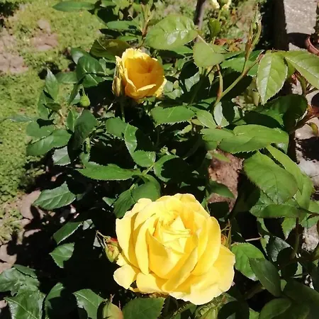 Διαμέρισμα Rosetta Dorgali