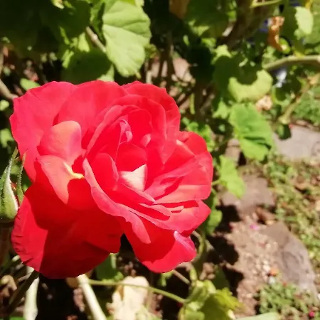 Rosetta Lejlighed Dorgali